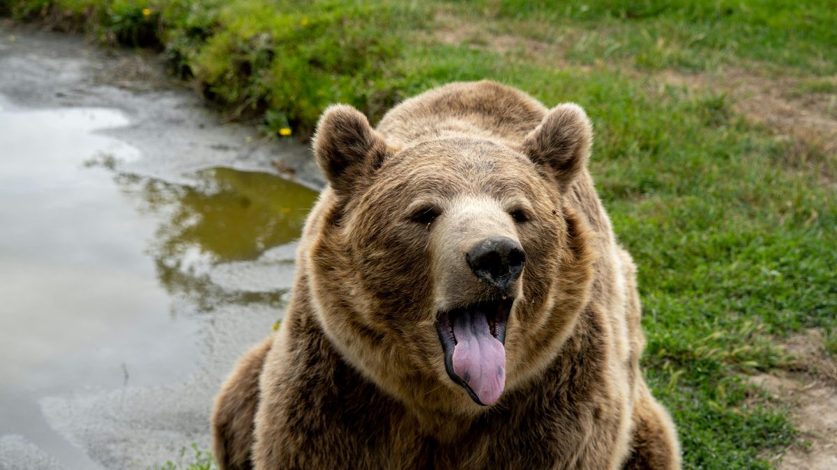 Évek óta nem volt ilyen: anyamedve gyilkolt, egy 58 éves nő áldozata