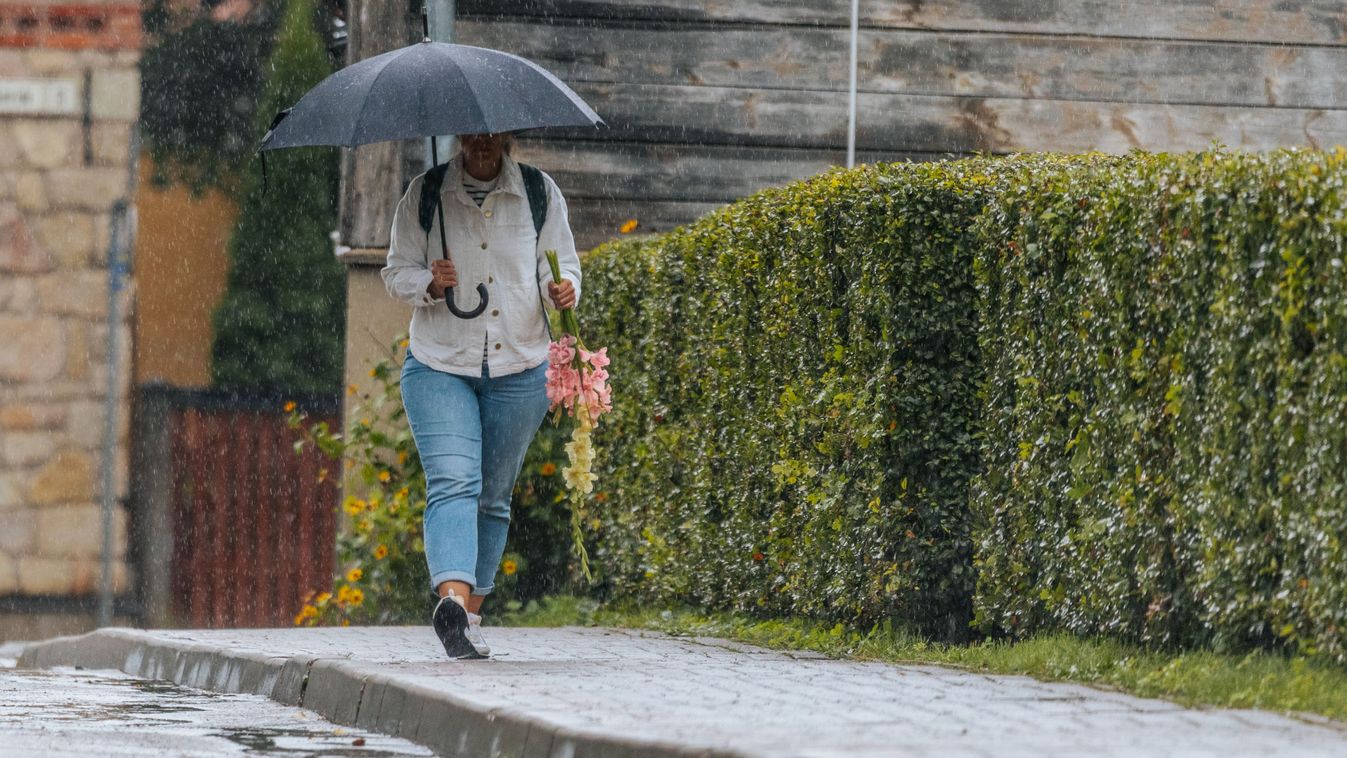 A person walks in the rain under a black umbrella, holding pink and yellow flowers. The path is wet and lined with green hedges and blooming plants.

2679748259
