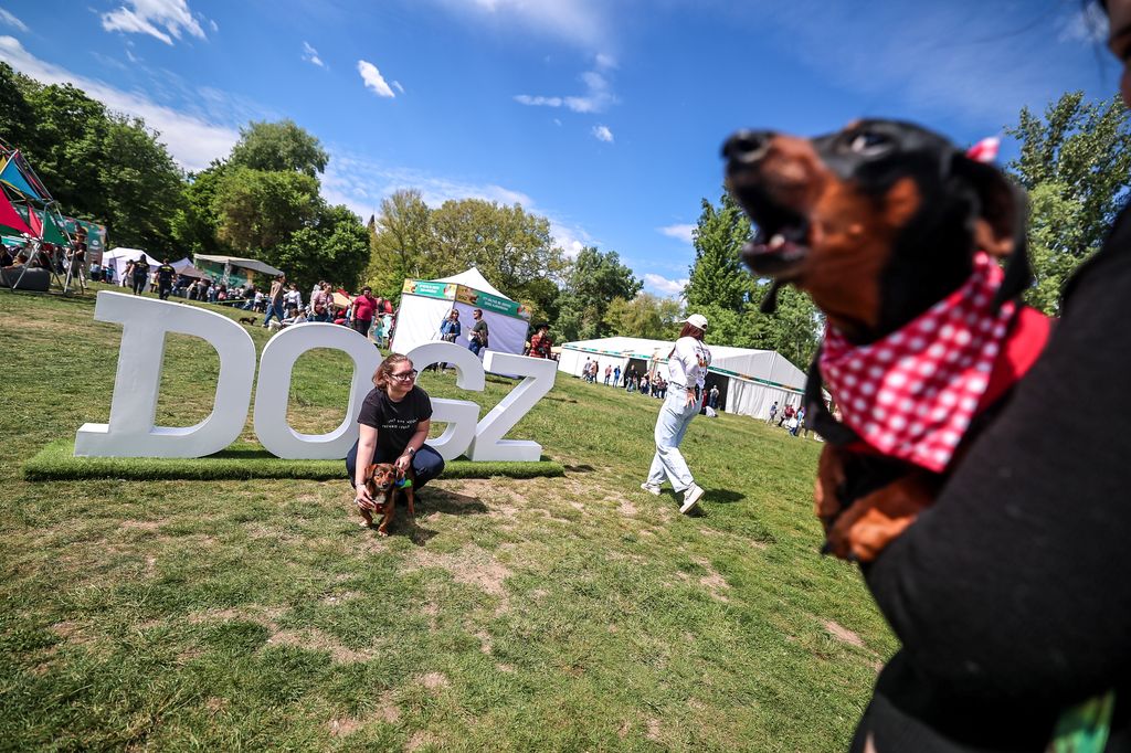 Dogz Fesztivál a Városligeti Nagyréten
majális
május 1.