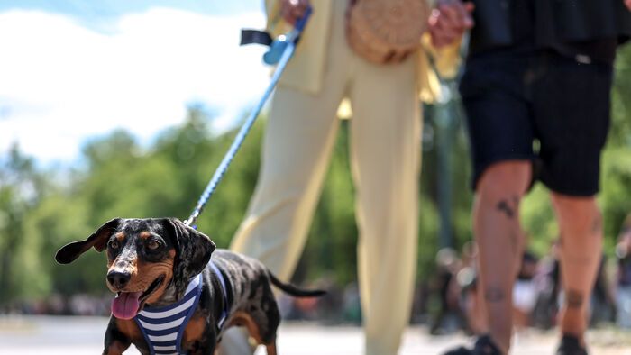 Dogz Fesztivál a Városligeti Nagyréten
majális
május 1.