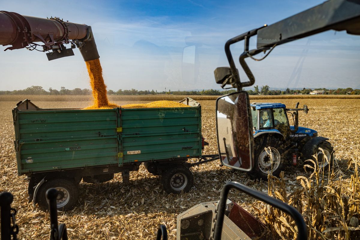 20231019 Pettend
Kukorica
Aratás
Betakarítás
Fotó: Kállai Márton KM Szabad Föld SZF
A képen: traktor