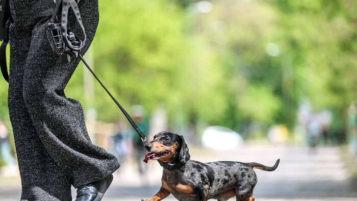 Dogz Fesztivál a Városligeti Nagyréten
majális
május 1.