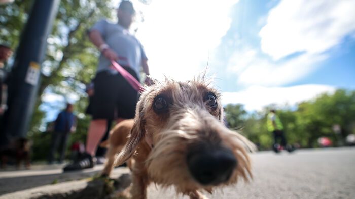 Dogz Fesztivál a Városligeti Nagyréten
majális
május 1.