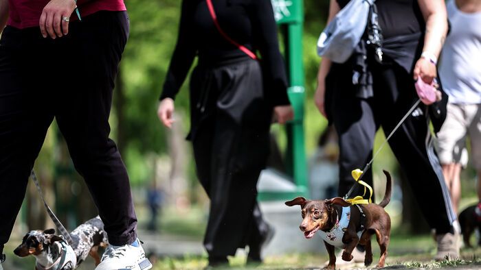 Dogz Fesztivál a Városligeti Nagyréten
majális
május 1.