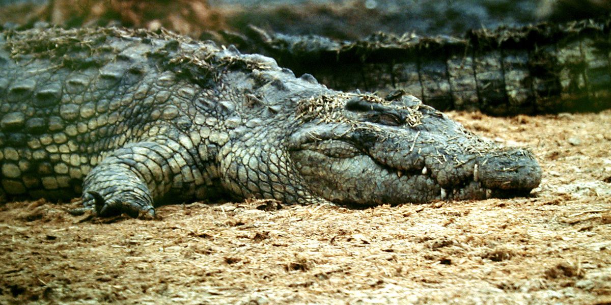 Crocodiles of the Serengeti sleeping.