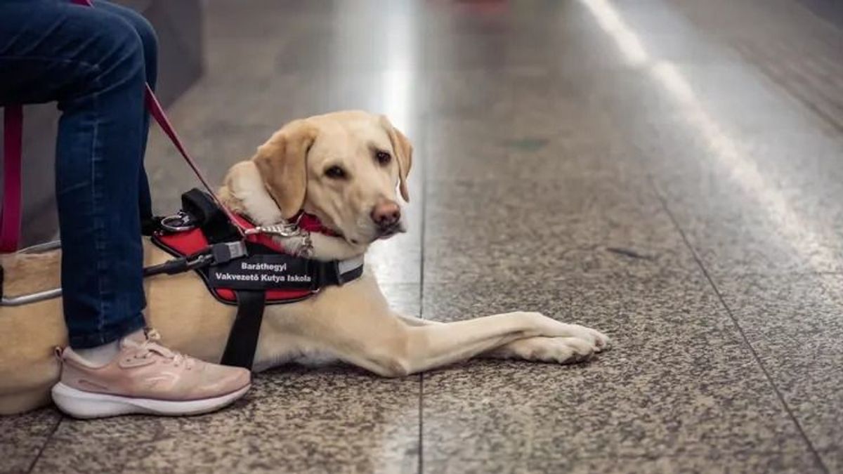 Vakvezető kutyába rúgtak bele egy XVII. kerületi buszon + videó