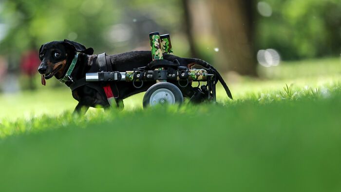 Dogz Fesztivál a Városligeti Nagyréten
majális
május 1.