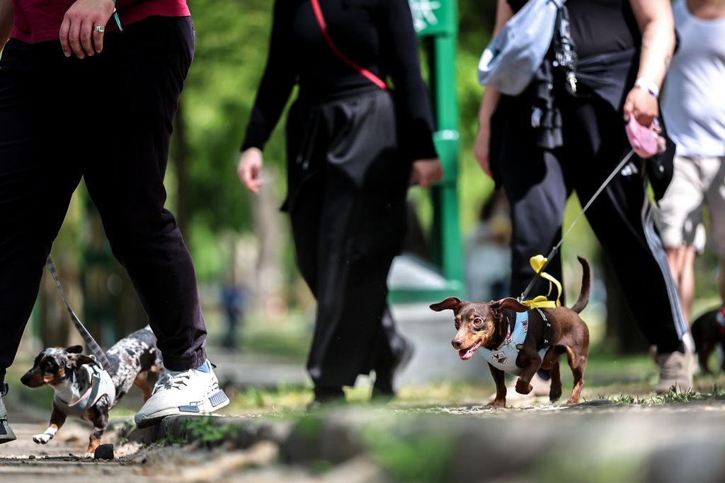 Dogz Fesztivál a Városligeti Nagyréten
majális
május 1.