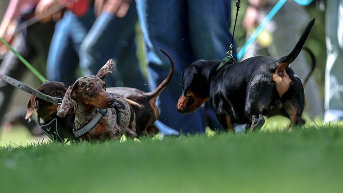 Dogz Fesztivál a Városligeti Nagyréten
majális
május 1.
