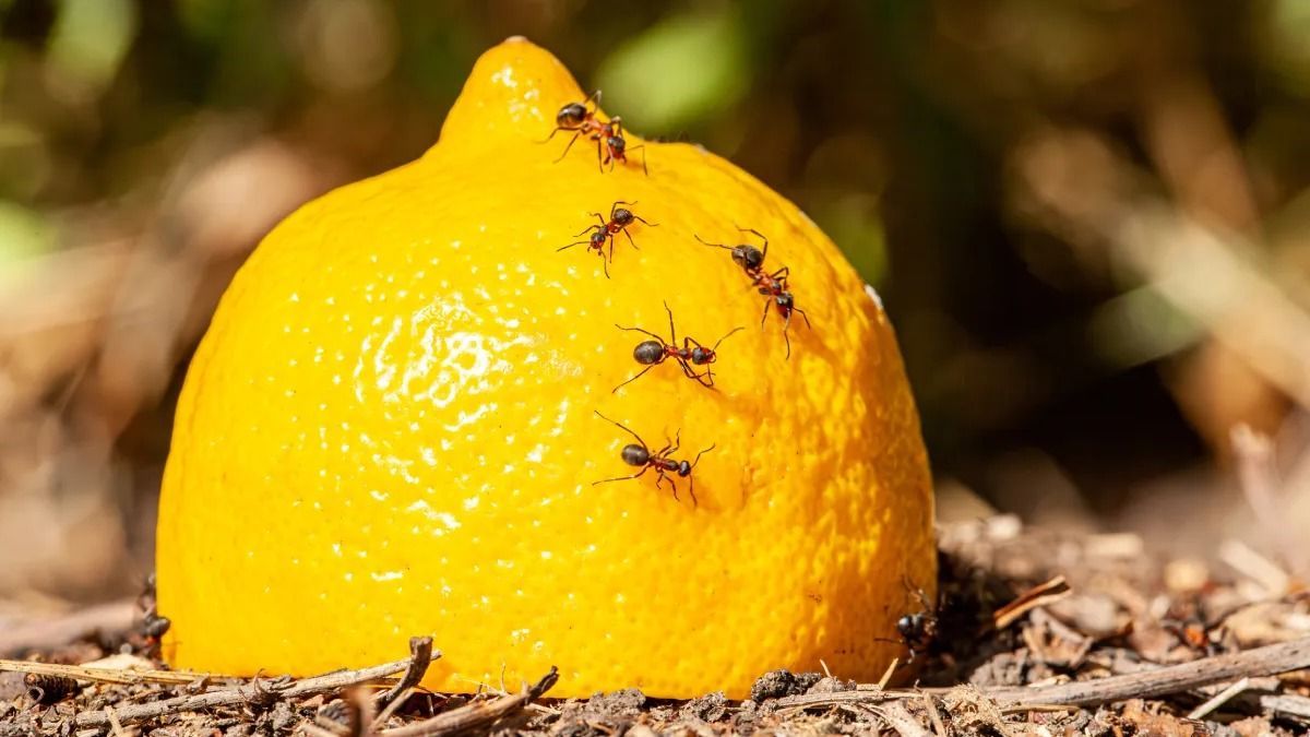 Ezzel a csodaszerrel lehet megfékezni a hangyainváziót a lakásban