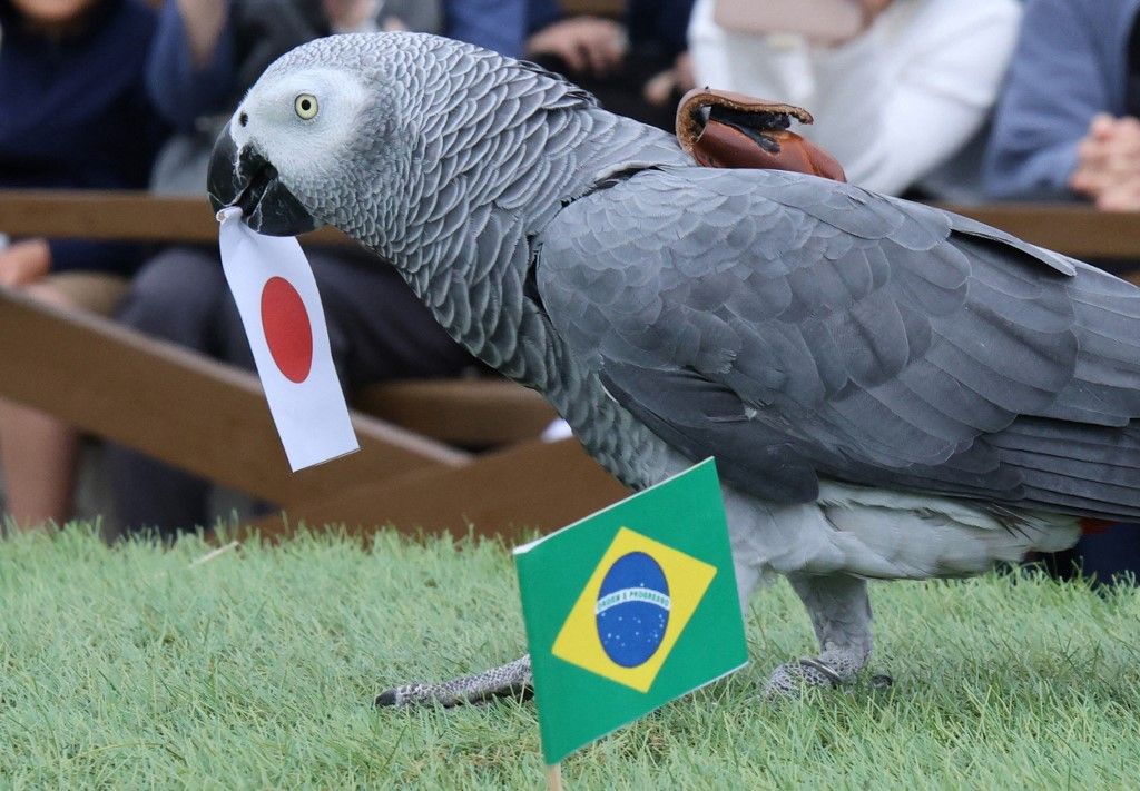 Olivia, a male African grey parrot, predicts a Japanese victory in the World Cup Round of 16 match between Brazil and Japan by grasping the Japanese flag in his beak at Nasu Animal Kingdom in Nasu Town, Tochigi Prefecture, Japan, on June 28, 2026. Olivia began making these World Cup predictions in 2014. ( The Yomiuri Shimbun ) (Photo by Ryoichiro Kida / The Yomiuri Shimbun via AFP)