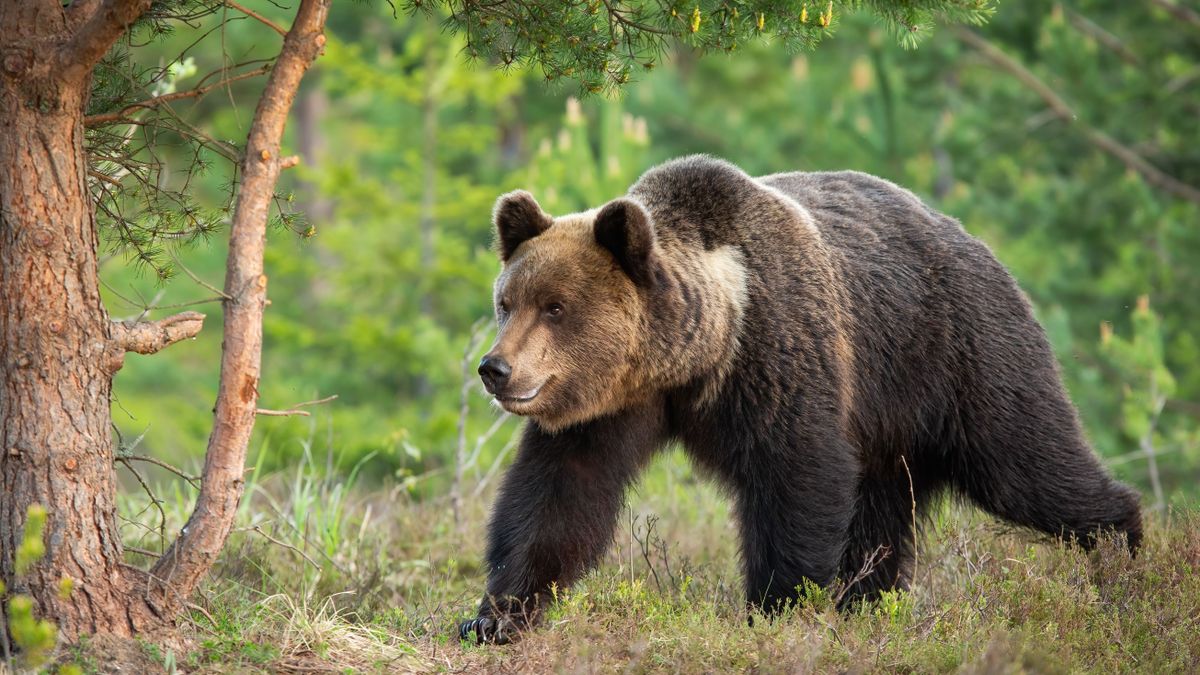 Bear may be present in Nógrád, hikers warned