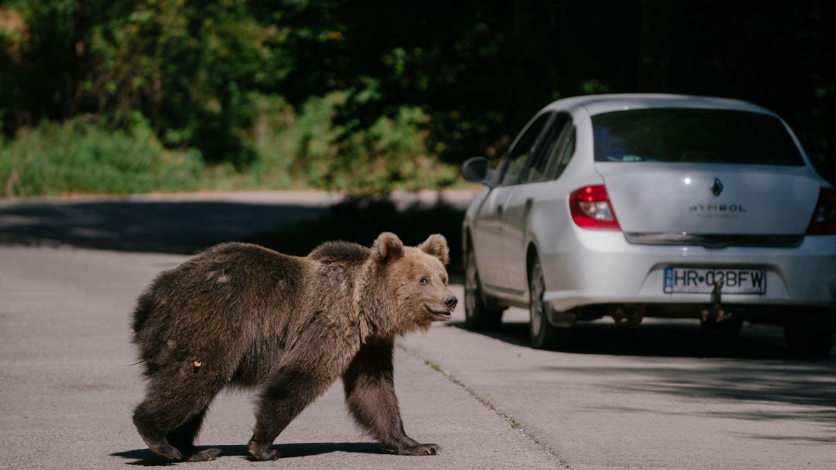 Deputy PM: President misunderstands bear threat as population triples