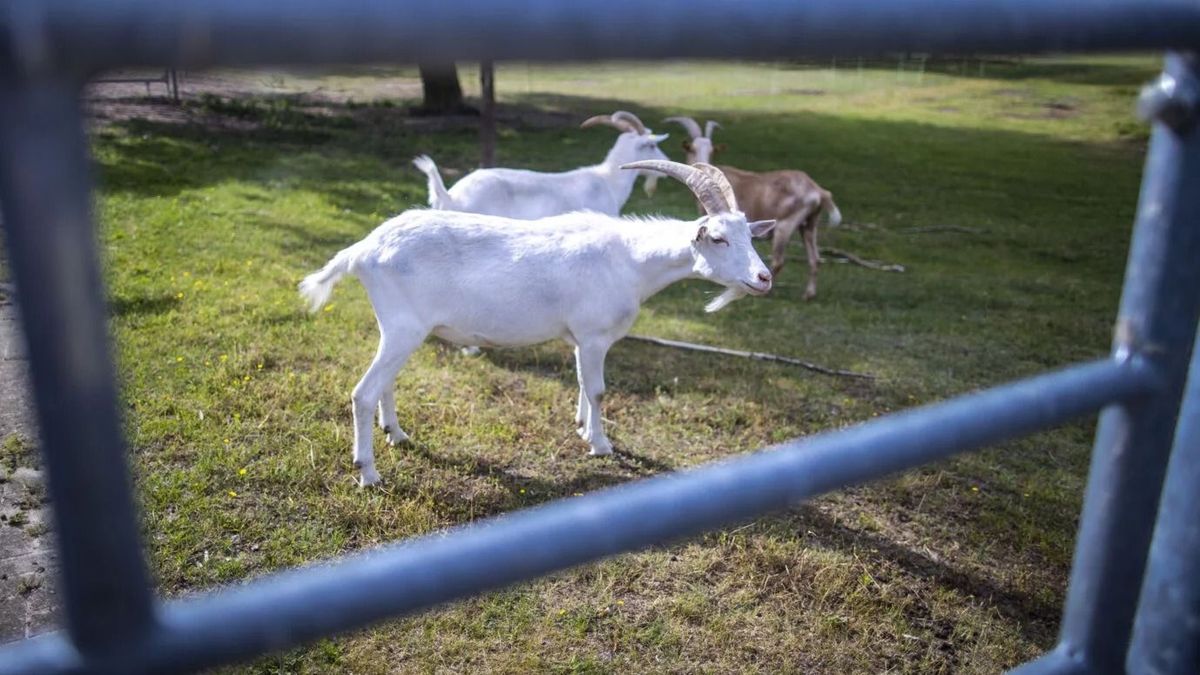 Youths attack man in Vienna after allegedly harassing animals