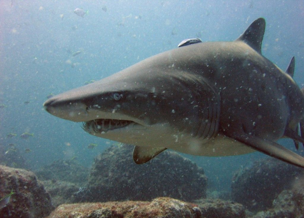 Portrait of a Grey Nurse Shark (Carcharias taurus). Green Island, South West Rocks, NSW
