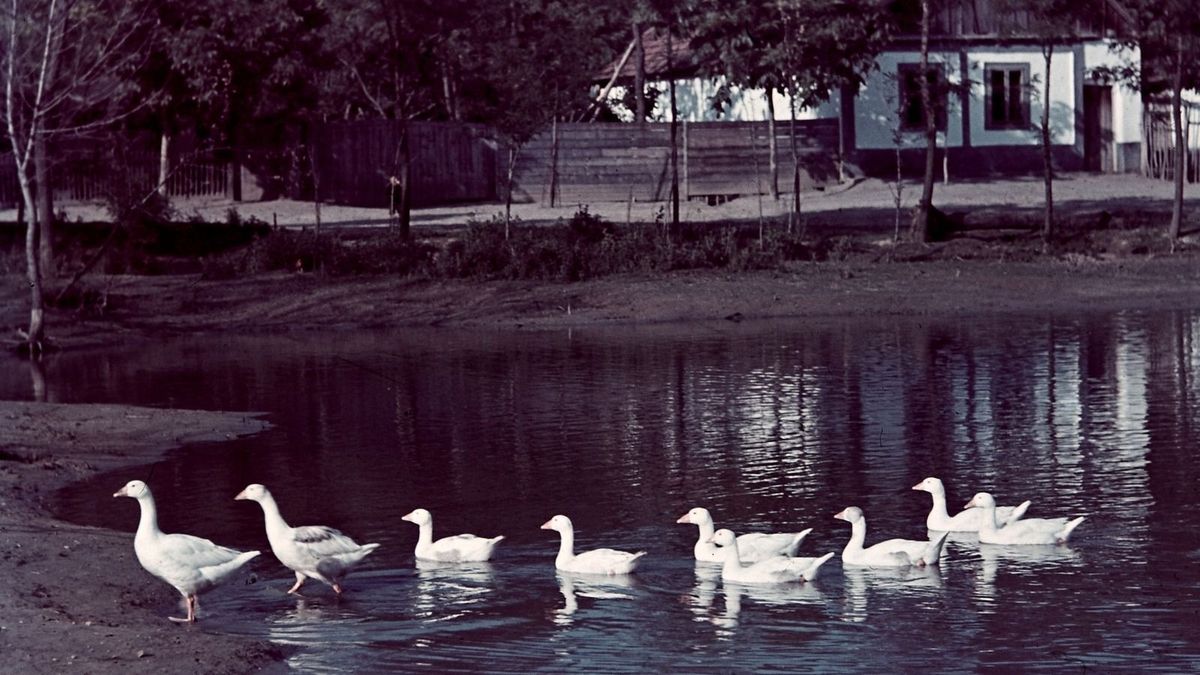 Sült kacsa: ezért volt a nyár egyik legfontosabb fogása a régi magyar konyhában