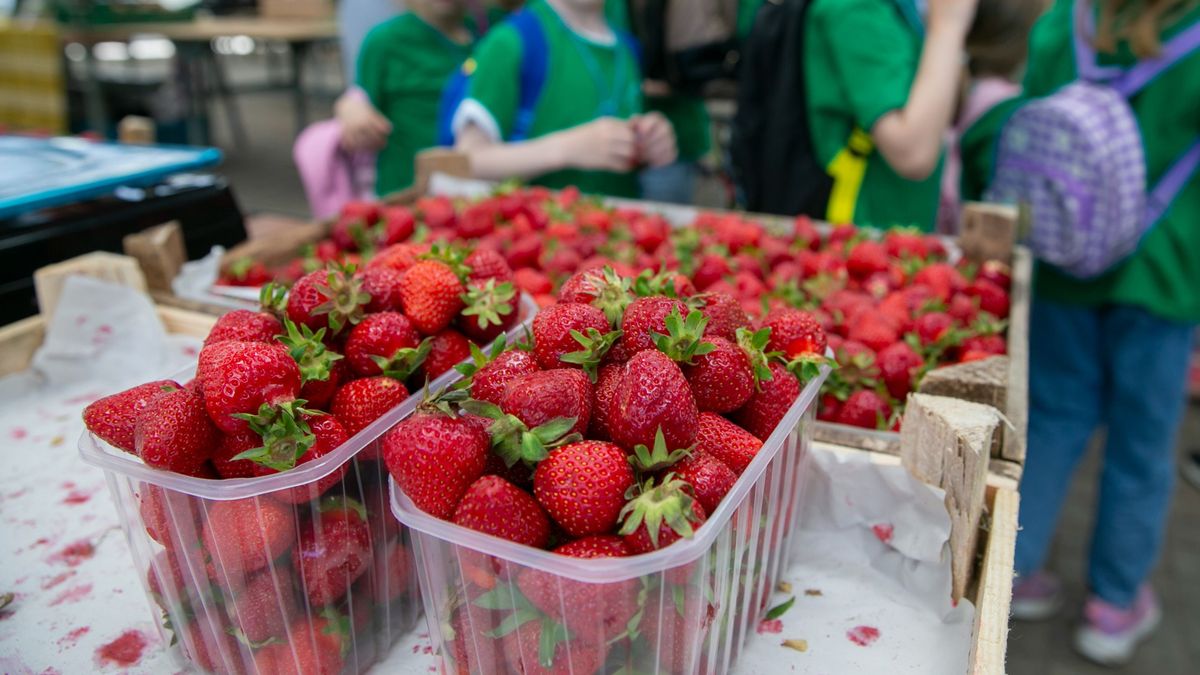 The Great Strawberry Test Ends: Ten Percent of Fruits Failed | Magyar Nemzet (HU) | 2024-03-15 11:00:00+00:00