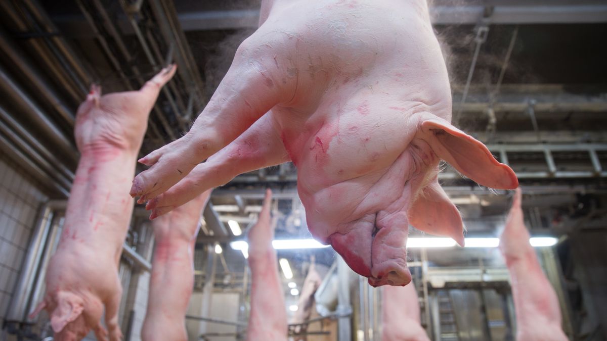 Hungary Faces Pig Sector Crisis Without Continued Government Support