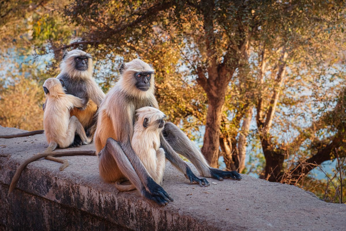 India, Madhya Pradesh state, Omkareshwar, holy city on the banks of the sacred Narmada river, northern plains gray langur (Semnopithecus entellus) (Photo by GUIZIOU Franck / hemis.fr / hemis.fr / Hemis via AFP)
