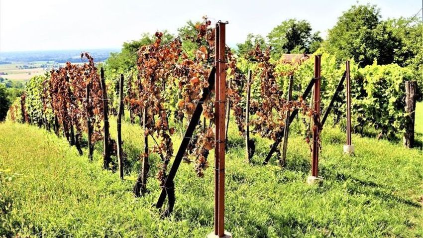 Photo: magyarnemzet.hu Incurable Disease Ravages Hungarian Vineyards as Infection Spreads Nationwide
