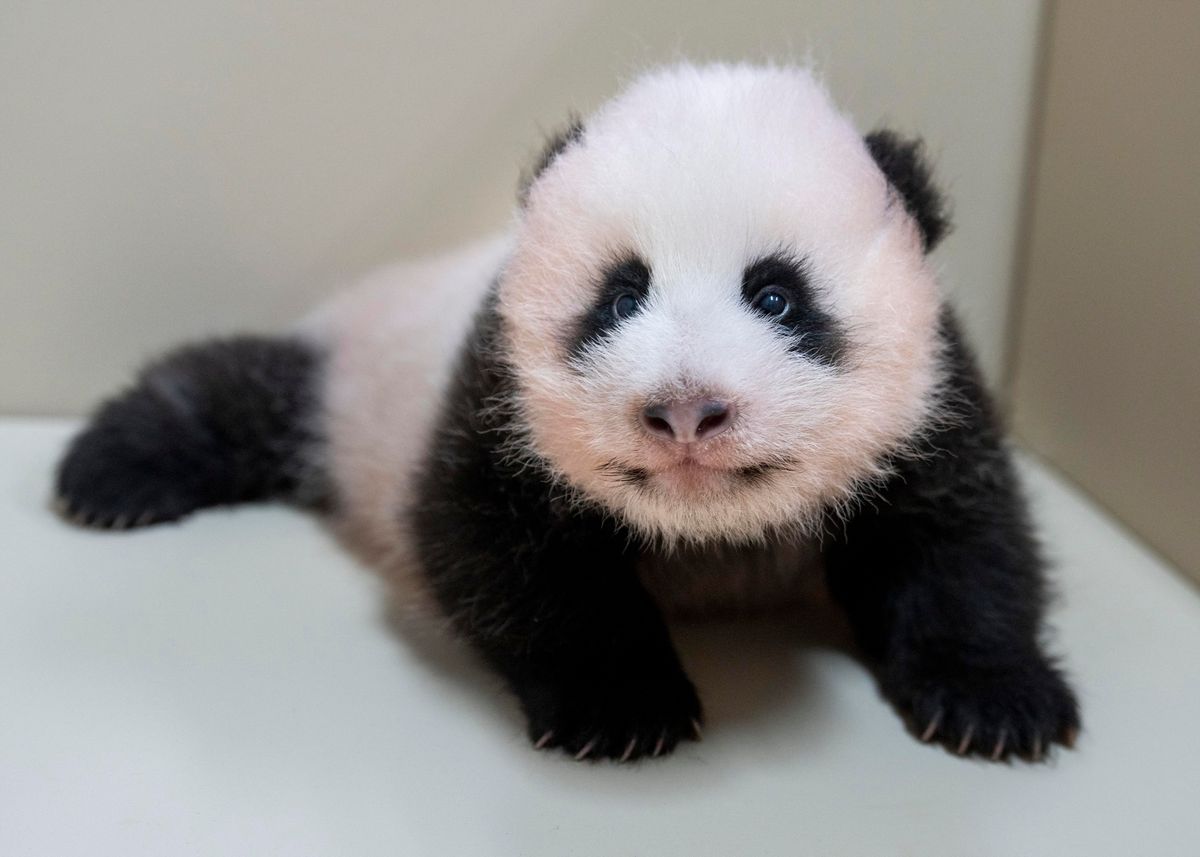 (260818) -- SEOUL, Aug. 18, 2026 (Xinhua) -- This photo released by the Everland theme park on Aug. 18, 2026 shows a female cub born to giant panda Ai Bao in South Korea. Ai Bao, a female giant panda on loan from China, gave birth to a female cub on June 3.
  The giant panda pair Ai Bao and Le Bao arrived in South Korea in 2016 and have since lived at Panda World at Everland, located in Gyeonggi Province. (Everland/Handout via Xinhua) (Photo by Yao Qilin / Xinhua via AFP)