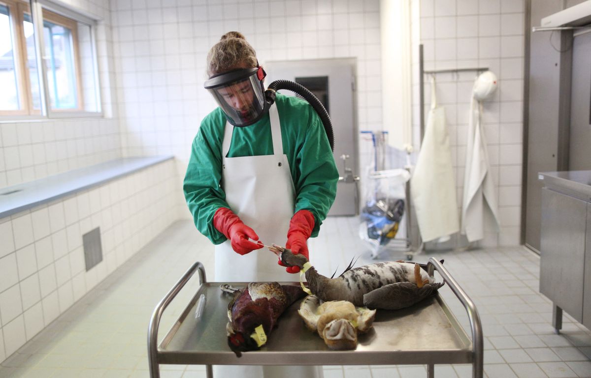 A member of staff at the Chemisches und Veterinaeruntersuchungsamt Rhein-Ruhr-Wupper (CVUA-RRW, Rhein-Ruhr-Wupper chemical and veterinary investigation office) takes a sample from a goose suspected of having bird flu, in Krefeld, Germany, 22 November 2016. Photo: Ina Fassbender/dpa (Photo by INA FASSBENDER / dpa Picture-Alliance via AFP)