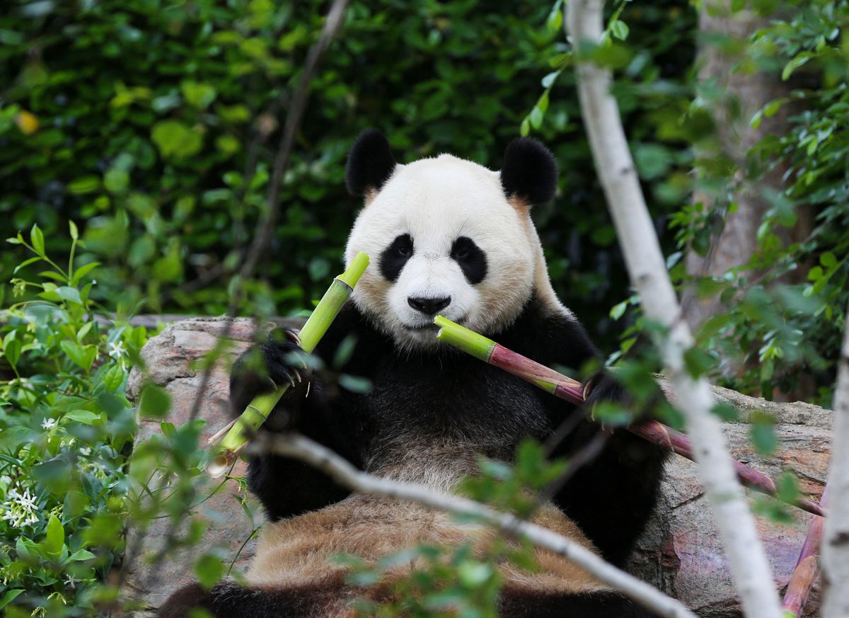 (251110) -- ADELAIDE, Nov. 10, 2025 (Xinhua) -- Giant panda Yilan eats bamboos at Adelaide Zoo in Adelaide, Australia, Nov. 10, 2025. The giant panda pair Xingqiu, a male, and Yilan, a female, arrived in Adelaide on Dec. 15, 2024. According to the contract, they will spend ten years at Adelaide Zoo, replacing the pair Wangwang and Funi who returned to China last November after 15 years in Australia. (Xinhua/Ma Ping) (Photo by MA PING / Xinhua via AFP)