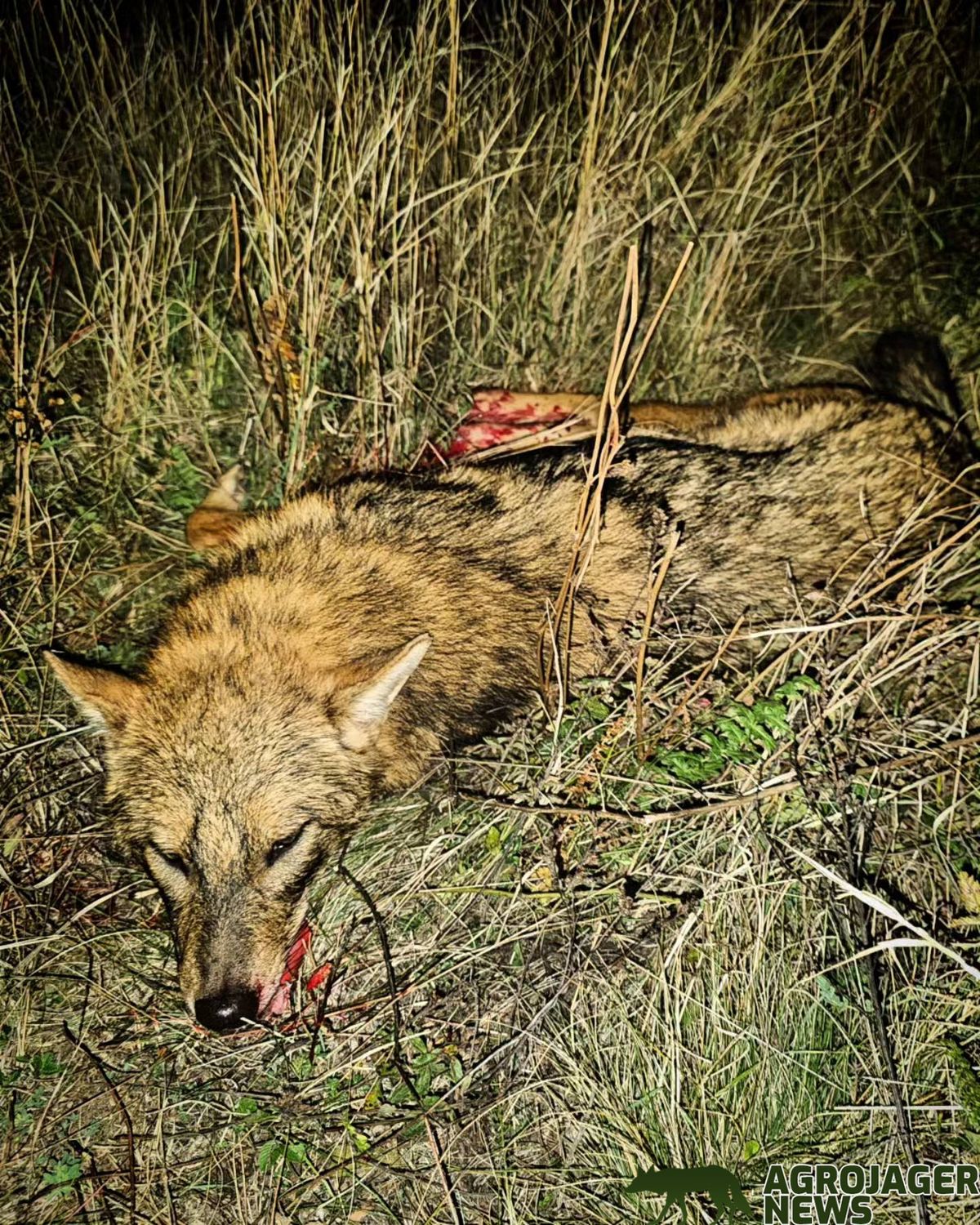 Kürtös László, a Tisza honvédelmi államtitkára a képen látható róka elejtésével is eldicsekedett. Forrás: Agrojager News